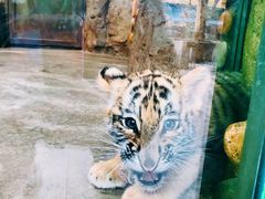 -上海野生动物园