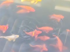 -鄱阳湖国家湿地公园