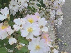 -贡湖湾湿地公园