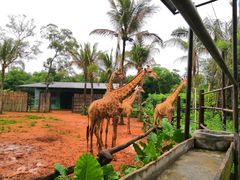 景点-海南热带野生动植物园