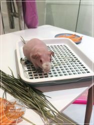 -Moni星球萌宠·小马宝莉·灵蛇·高端高阶全萌宠互动体验俱乐部(红豆国际广场店)