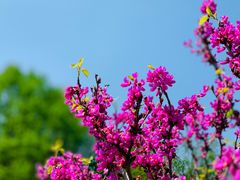 -上海辰山植物园