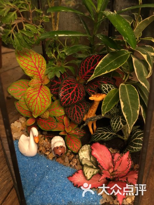 小浣熊的花花草草(长楹天街店)图片 - 第877张