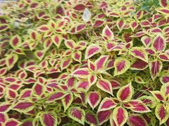 -长春公园(普阳街道)