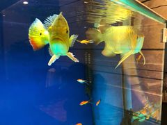 -海通1号(梅峰店)