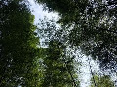 -镇江市南山风景名胜区竹林景区