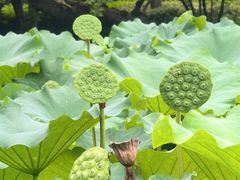 -陈家山荷花公园
