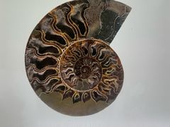 -青岛贝壳博物馆