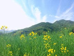-新建村梅花