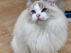 -有喵·猫咖·狗咖·30几只猫10只小狗(岗厦店)
