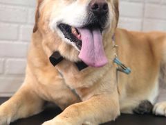 -PETKIT小佩宠物(古北店)