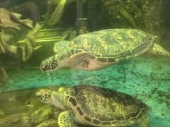 -广东惠东海龟国家级自然保护区