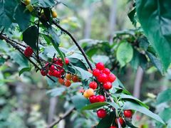 -樱桃山旅游景区