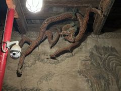 -张掖大佛寺景区