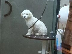 -PETKIT小佩宠物·低压洗护(国顺东路店)