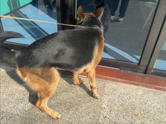 -博特宠物医院24h犬猫全科.骨科·异宠