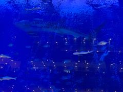 -成都浩海立方海洋公园