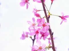 -狐尾山公园
