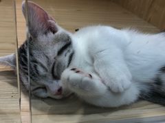 -屋虎猫馆(宝安大仟里店)