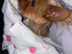 -comecome来吧宠物(奥克斯中心店)