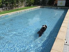 -汪说喵讲宠物乐园宠物酒店(红星美凯龙店)