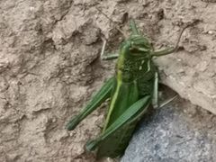 -蟠龙山长城景区