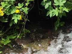 -重庆彩云湖湿地公园
