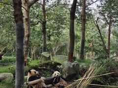 -都江堰中华大熊猫苑