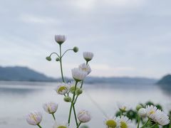 -梅城古镇