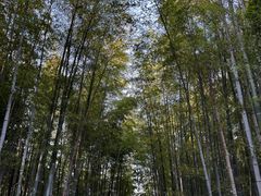 -树山生态村
