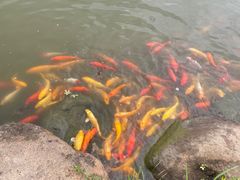 -池杉湖湿地公园