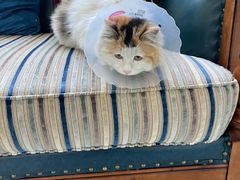 -欧奕国际动物医院