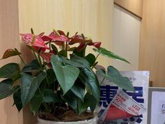 -合肥美奥口腔·种植矫正中心(政务院)