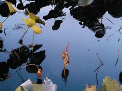 -后海公园