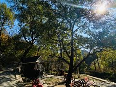 -大岭沟猕猴桃谷风景区