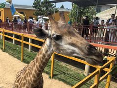 -西霞口神雕山野生动物世界