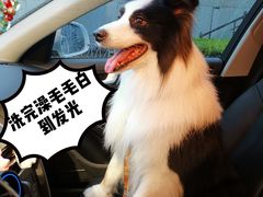 -PETKIT小佩宠物(古北店)