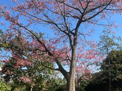 -大熊熊螺蛳粉(埌西店)