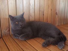 -猫的茶·猫咖