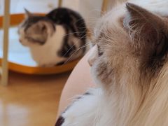 -有喵·猫咖·狗咖·30几只猫10只小狗(岗厦店)