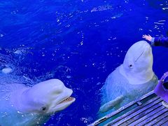 -秦皇岛乐岛海洋王国