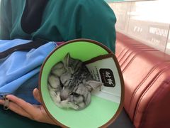 -瑞派天宁宠物医院·猫科·异宠中心