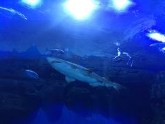 -成都浩海立方海洋公园