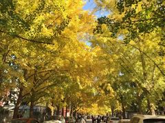 -三里屯东五街银杏大道