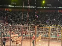 -俄罗斯国家大马戏团