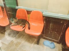 -猫咪博物馆(顶澳仔猫街店)