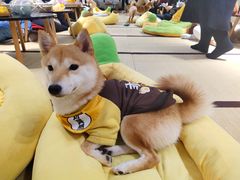 -逗柴咖啡屋·狗咖猫咖宠物桌游