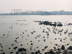 -烟墩角天鹅湖