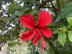 -靖西鹅泉风景区