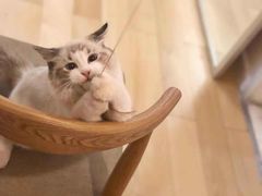 -猫大福·Fortune Cat猫舍(百子湾店)